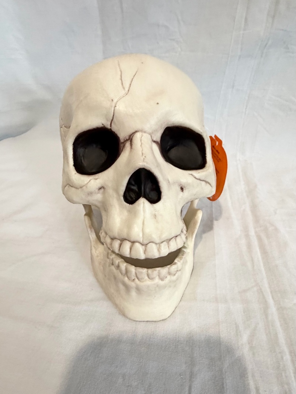 Neutral White Skull Accent Decor - Home Accents